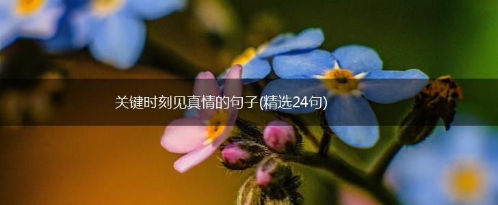 关键时刻见真情的句子(精选24句),第1张