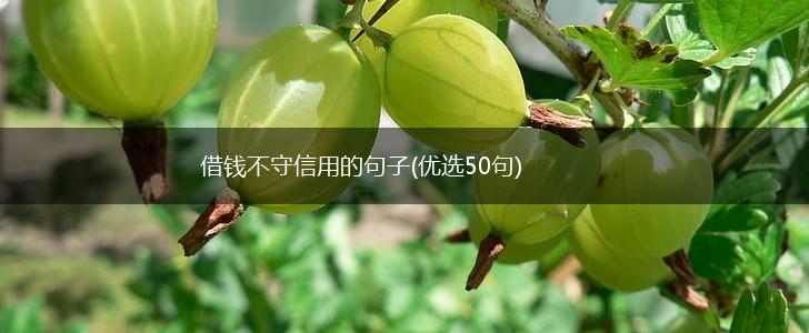 借钱不守信用的句子(优选50句),第1张