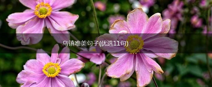 乌镇唯美句子(优选11句),第1张