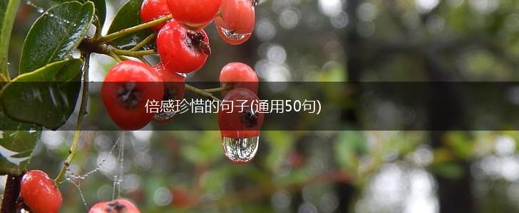 倍感珍惜的句子(通用50句),第1张
