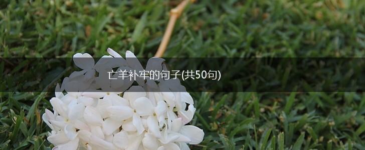 亡羊补牢的句子(共50句),第1张