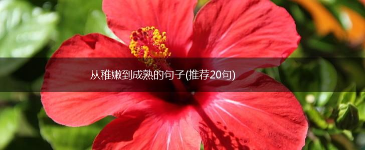 从稚嫩到成熟的句子(推荐20句),第1张
