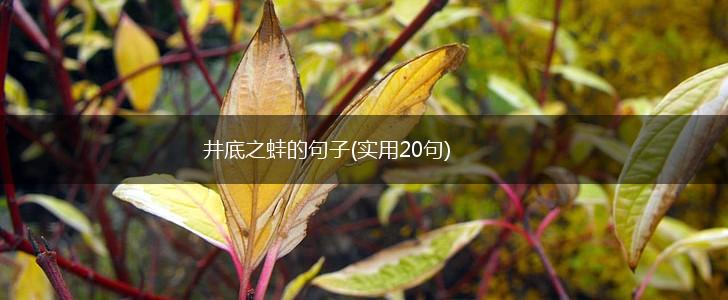 井底之蛙的句子(实用20句),第1张