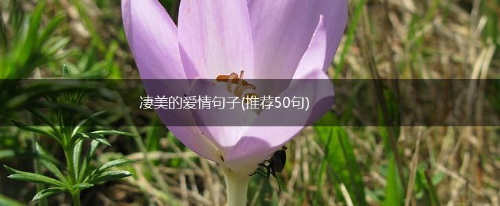 凄美的爱情句子(推荐50句),第1张