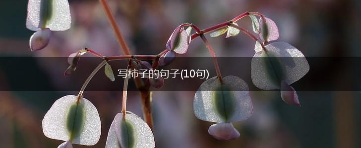 写柿子的句子(10句),第1张