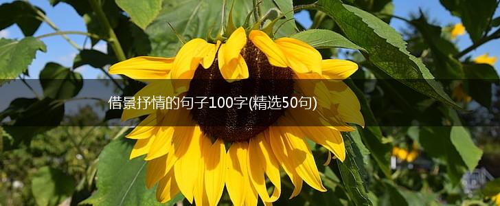 借景抒情的句子100字(精选50句),第1张