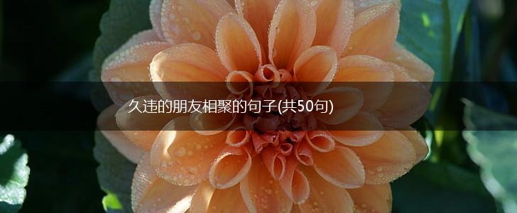 久违的朋友相聚的句子(共50句),第1张