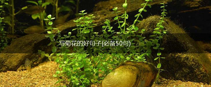 写菊花的好句子(必备50句),第1张