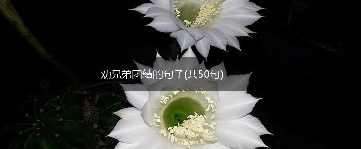 劝兄弟团结的句子(共50句),第1张