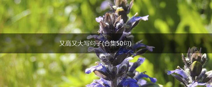 又高又大写句子(合集50句),第1张