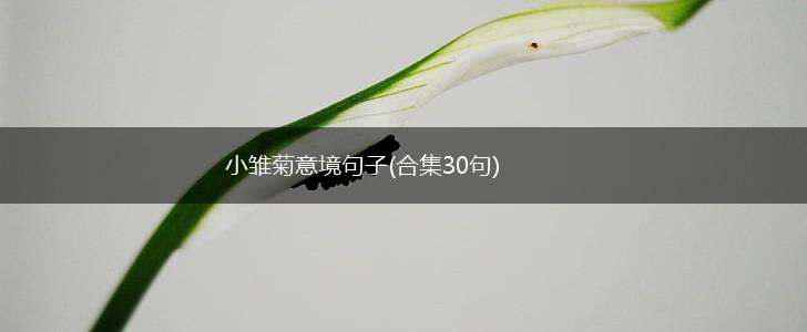 小雏菊意境句子(合集30句),第1张