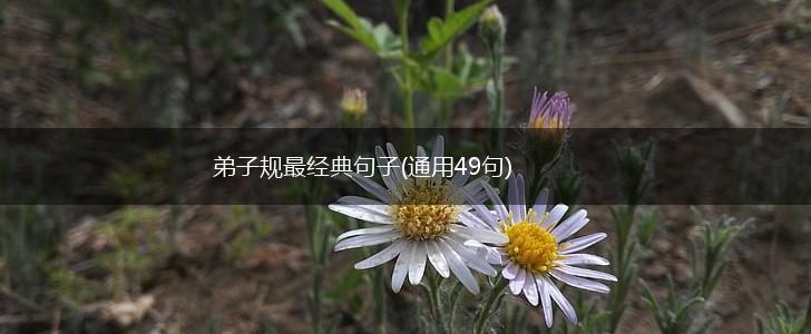 弟子规最经典句子(通用49句),第1张