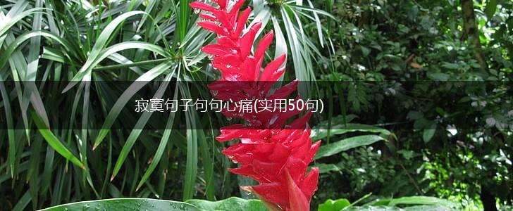 寂寞句子句句心痛(实用50句),第1张