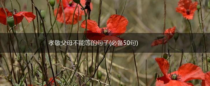 孝敬父母不能等的句子(必备50句),第1张
