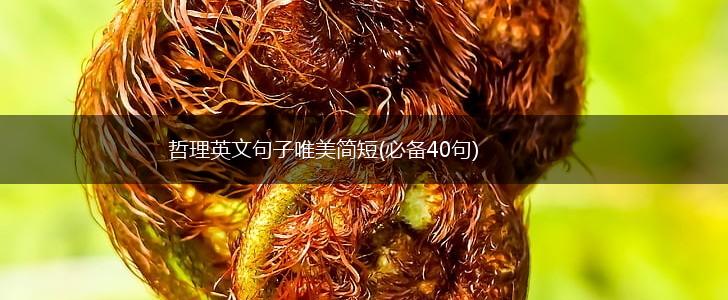哲理英文句子唯美简短(必备40句),第1张