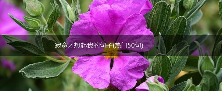寂寞才想起我的句子(热门50句),第1张