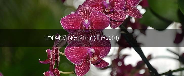 封心锁爱的伤感句子(推荐20句),第1张