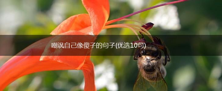嘲讽自己像傻子的句子(优选10句),第1张