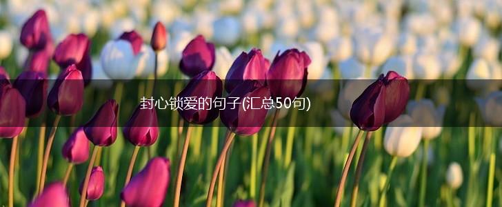封心锁爱的句子(汇总50句),第1张
