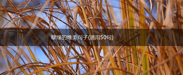 孽缘的唯美句子(通用50句),第1张