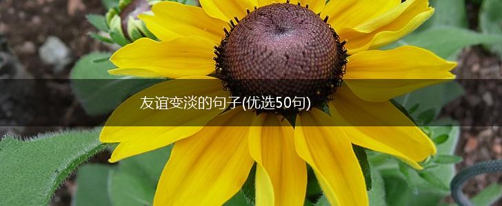友谊变淡的句子(优选50句),第1张