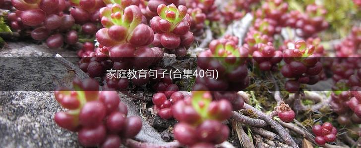 家庭教育句子(合集40句),第1张