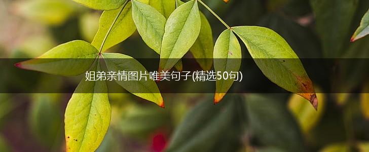 姐弟亲情图片唯美句子(精选50句),第1张