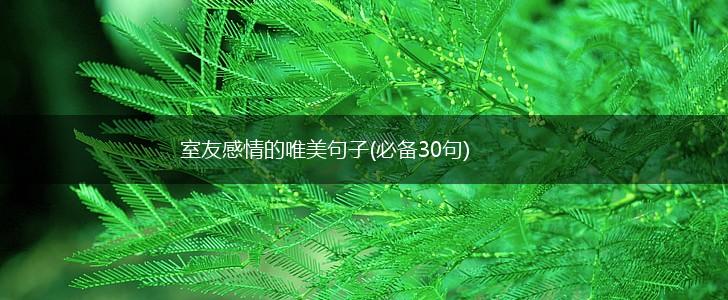 室友感情的唯美句子(必备30句),第1张