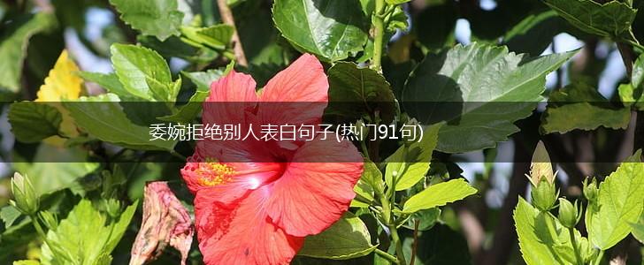 委婉拒绝别人表白句子(热门91句),第1张