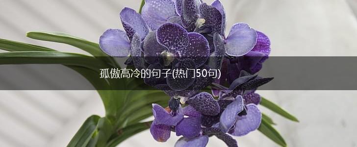 孤傲高冷的句子(热门50句),第1张