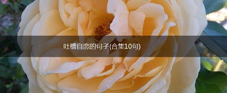 吐槽自恋的句子(合集10句),第1张