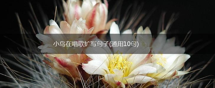 小鸟在唱歌扩写句子(通用10句),第1张