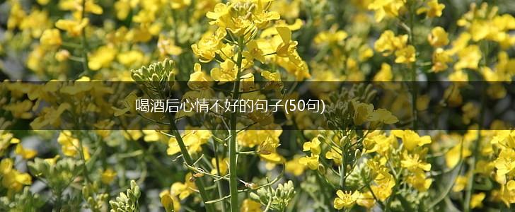 喝酒后心情不好的句子(50句),第1张