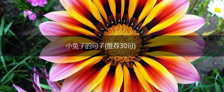 小兔子的句子(推荐30句),第1张