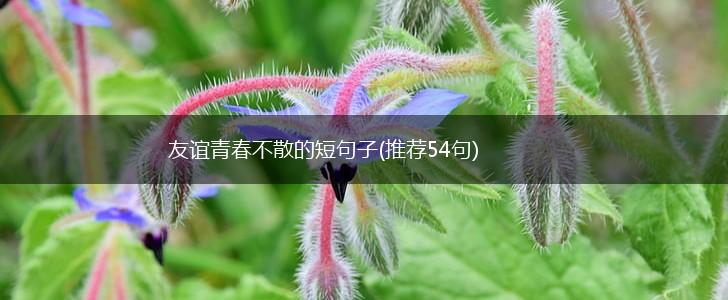 友谊青春不散的短句子(推荐54句),第1张