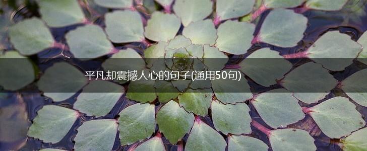 平凡却震撼人心的句子(通用50句),第1张