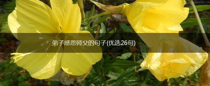 弟子感恩师父的句子(优选26句),第1张