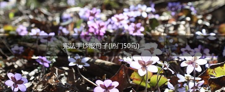 宪法手抄报句子(热门50句),第1张