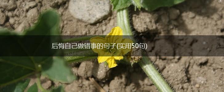 后悔自己做错事的句子(实用50句),第1张