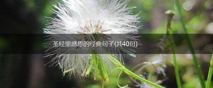 圣经里感恩的经典句子(共40句),第1张