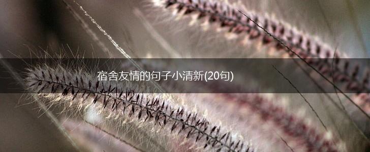 宿舍友情的句子小清新(20句),第1张