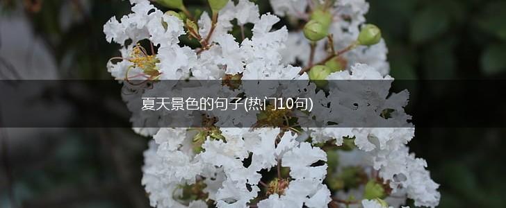 夏天景色的句子(热门10句),第1张