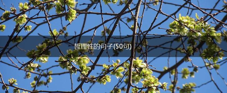 哲理性的句子(50句),第1张