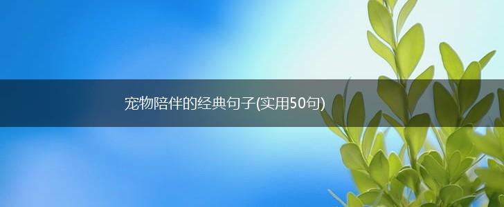 宠物陪伴的经典句子(实用50句),第1张