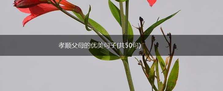 孝顺父母的优美句子(共50句),第1张