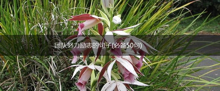 团队努力励志的句子(必备50句),第1张