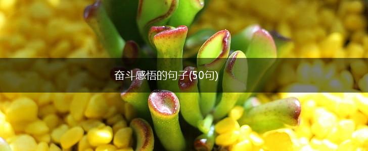 奋斗感悟的句子(50句),第1张