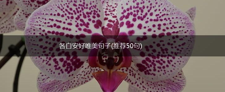 各自安好唯美句子(推荐50句),第1张