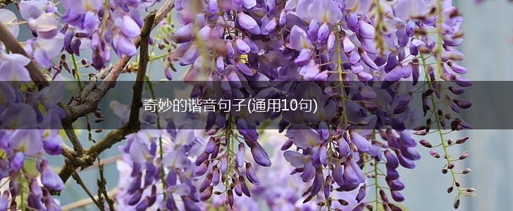奇妙的谐音句子(通用10句),第1张