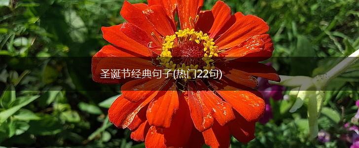 圣诞节经典句子(热门22句),第1张